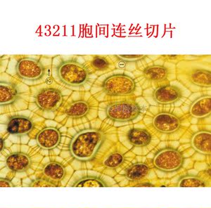 胞间连丝切片