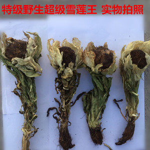 天山野生雪莲花整颗有根须雪莲花高海拔大朵雪莲滋补腰腿疼泡酒料