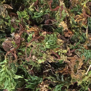 野生药材 铁脚一把伞 回心草 天然心脏复苏中草药