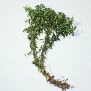 中药材 千层塔 蛇交子毛青杠,虱子草,生扯拢,蛇足草500克