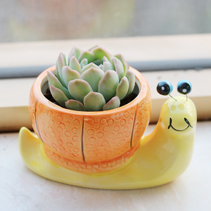 多肉植物组合盆栽绿植花卉办公室桌面盆栽防辐射蜗牛套装陶瓷花盆