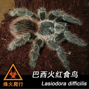 【巴西火红食鸟】4-5cm大幼体 l属蜘蛛四大金刚捕鸟蛛可达27cm