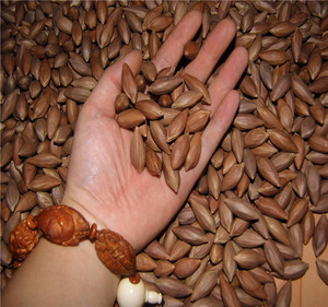 【假一赔十】小橄榄核三花油核1.2cm手串雕刻原料【上】