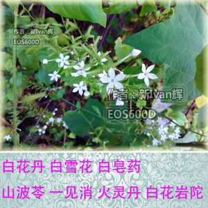 白花丹新鲜野生