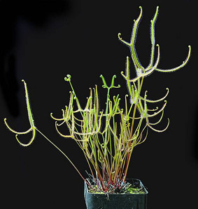 多叉茅膏菜【食虫草造景观盆栽吃蚊子吃虫子好看礼物的食虫植物】