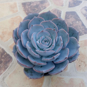 多肉蓝色玉露