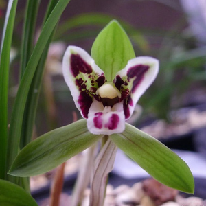 黑猫蕊蝶 实物拍摄 春兰奇花 精品兰花苗兰草 3苗1花合计330元