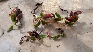 大叶猪笼草，Nepenthes macrophylla，不包风险！
