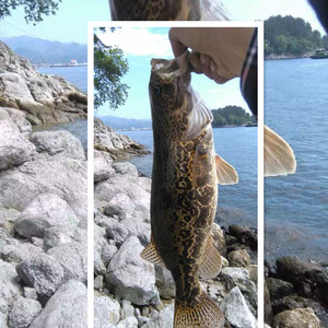 淡水水产千岛湖野生鱼圆桶鳜鱼野生鲑鱼500克桂鱼新鲜桂花鱼