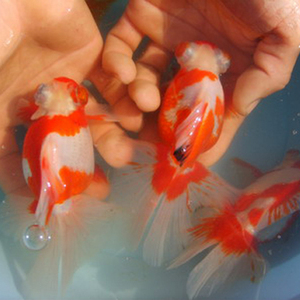 红白蝶尾/红蝶尾/熊猫蝶尾龙睛/包活 金鱼活体