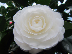 精品茶花盆栽特惠耐种赤丹系纯白山茶花白玉丹又名白赤丹苗带花苞