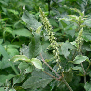 野生新鲜牛膝根 土牛膝草 倒扣草 现挖2斤包邮