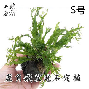 鹿角铁皇冠石定植水草缸装饰亚马逊风格造景素材易养阴性活体水草