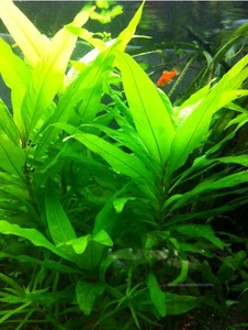 8元包邮免运费水草鱼 缸植物