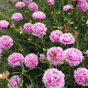 粉芙蓉重瓣太阳花苗 松叶牡丹粉 易养多花多年生死不了太阳花苗
