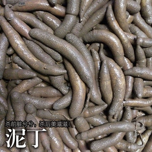 湛江野生泥丁泥虫泥丁虫海鲜水产鲜活新鲜活体土笋冻沙虫海肠土丁
