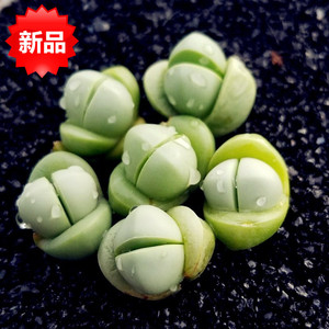 金铃 生石花 金玲玉番杏科多肉植物迷你可爱生石花屁股花