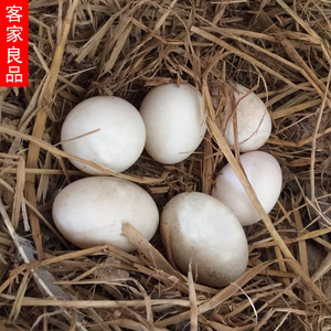 00 0人付款  淘宝 新鲜鸭蛋长寿乡农家放养散养野生水鸭蛋30个 可做