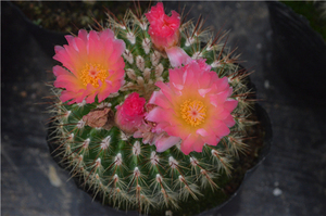 06 南国玉属 notocactus horstii 仙人球 21年采 红彩玉 种子25粒