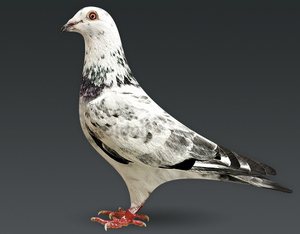 【麒麟花鸽子骑士】麒麟花鸽子骑士品牌,价格 - 阿里巴巴