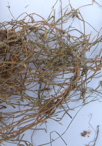 中药材 兰花参,蓝花草,细叶沙参,土参,蓝花参,正品 中草药