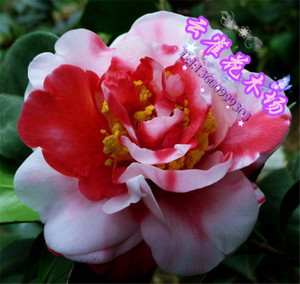 茶花花露珍_茶花花露珍价格_茶花花露珍淘宝天猫货源