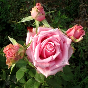 h23四爱all four love青莲居杂交茶香月季花店玫瑰切花窗台盆栽