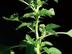 新鲜野生刺苋根500g,野苋菜,野刺苋,假苋菜,猪母刺