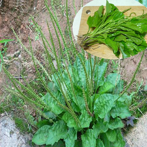 山菠菜