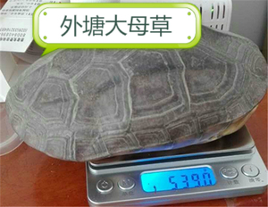 大母草龟