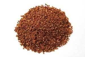 2020新产菟丝子种子 中药材 种子 野大菟丝子种子 药材种子