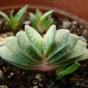 海西花都多肉植物 子宝锦 元宝花元宝锦办公室居家防辐射迷你盆栽