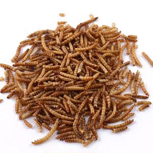 散装面包虫干黄粉虫仓鼠粮食50g 补充营养蛋白质香脆可口仓鼠大爱