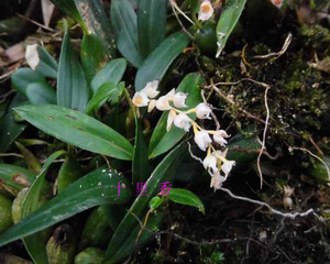 尖细叶石仙桃 石橄榄 盆栽绿植 12元(10*10cm)