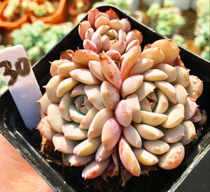 【花与皿】韩国进口多肉植物克拉拉老桩群生一物一拍