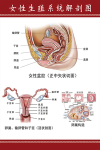 女性盆腔卵巢子宫示意图医学宣传挂图人体器官解剖图医院布置海报