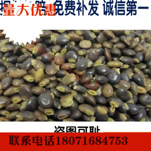 鸡骨草种子