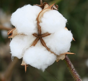 婴幼儿衣物棉衣棉被填充物棉花山东棉絮长绒棉胎褥子散装皮棉被芯