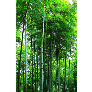 竹子自然风景海报 竹林绿色植物护眼图 宿舍房间装饰挂画贴画定做