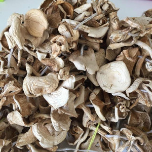 包邮阿尔山野生白蘑东北草原菇生长250克内蒙古特产饭桌食品