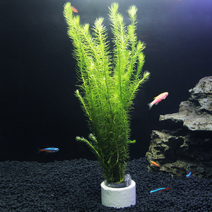 吴氏水草绿松尾水族箱造景懒人水草淡水水草鱼缸造景水下植物水草