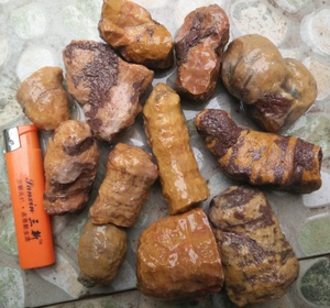 宁强珊瑚玉石四射单体珊瑚化石可雕做把玩章料珠子2斤/组精品w