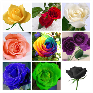 花卉种子玫瑰种子多彩玫瑰花四季阳台盆栽10种颜色特价50粒/0.5元