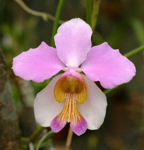 兰花-洋兰-凤蝶兰--papilionanthe teres 铁钉万代兰 花大芳香