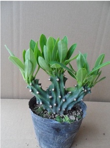 仙人盆栽绿植彩色麒麟 玉麒麟花卉盆栽 麒麟掌盆景多肉植物花卉