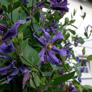 满百包邮藤本皇后耐热铁线莲clematis sizaja ptitsa幸福之鸟