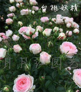 白桃妖精月季