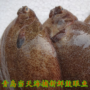 青岛本地海鲜水产鲜活鱼类 野生新鲜小鼓眼鱼 古力鱼偏口比目高眼