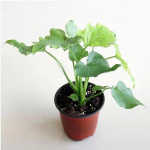 水培春芋★春羽 水培绿植 常绿植物 净化空气 四季常青 观叶植物