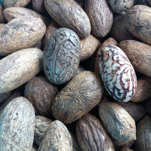 千眼菩提原籽批发